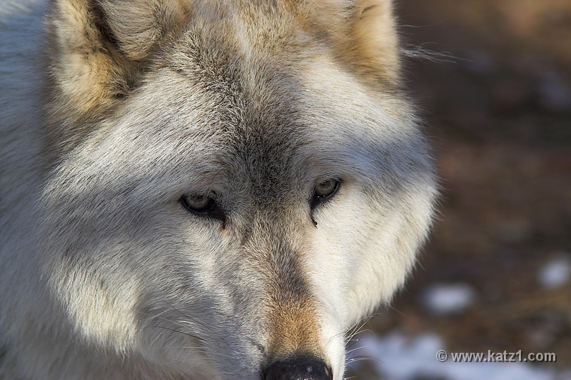Arctic Wolf 075
